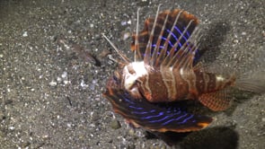 0206_Bluefin Lionfish feeding at night