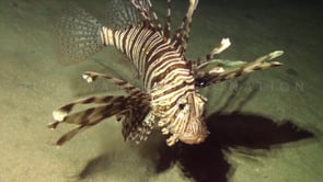 0716_Lionfish feeding on fish at night Red Sea