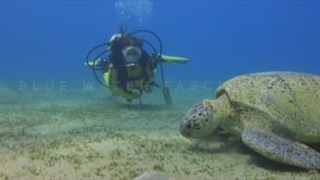 0254_ Green Sea Turtle and female scuba diver