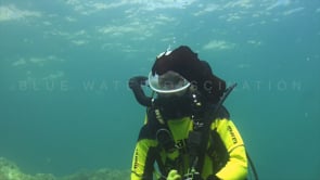 0491_Female scuba diver and Sea Hare