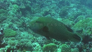 0670_Female scuba diver and Napoleon wrasse