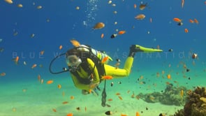 1126_Female scuba diver and orange Anthias fish