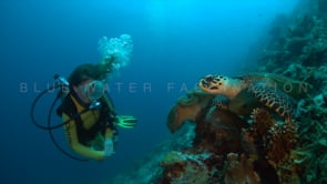 0525_Scuba diver girl and green turtle on coral reef