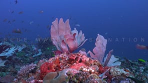 0171_Coral reef with purple elephant ear corals