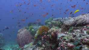 0174_coral reef with barrel sponge many reef fishes