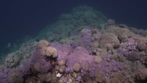 0178_Coral reef with many pink soft corals