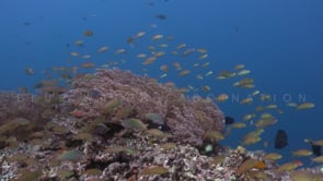 0251_Anthias on coral reef