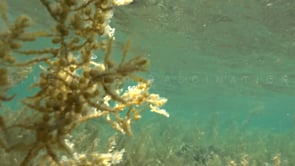 1611_Reef with long sea grass