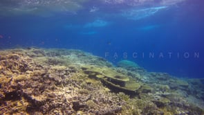 1537_coral reef with table corals