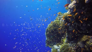 1534_Vertical coral reef in the Red Sea