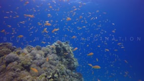 1533_Coral reef with orange Anthias in the Red Sea
