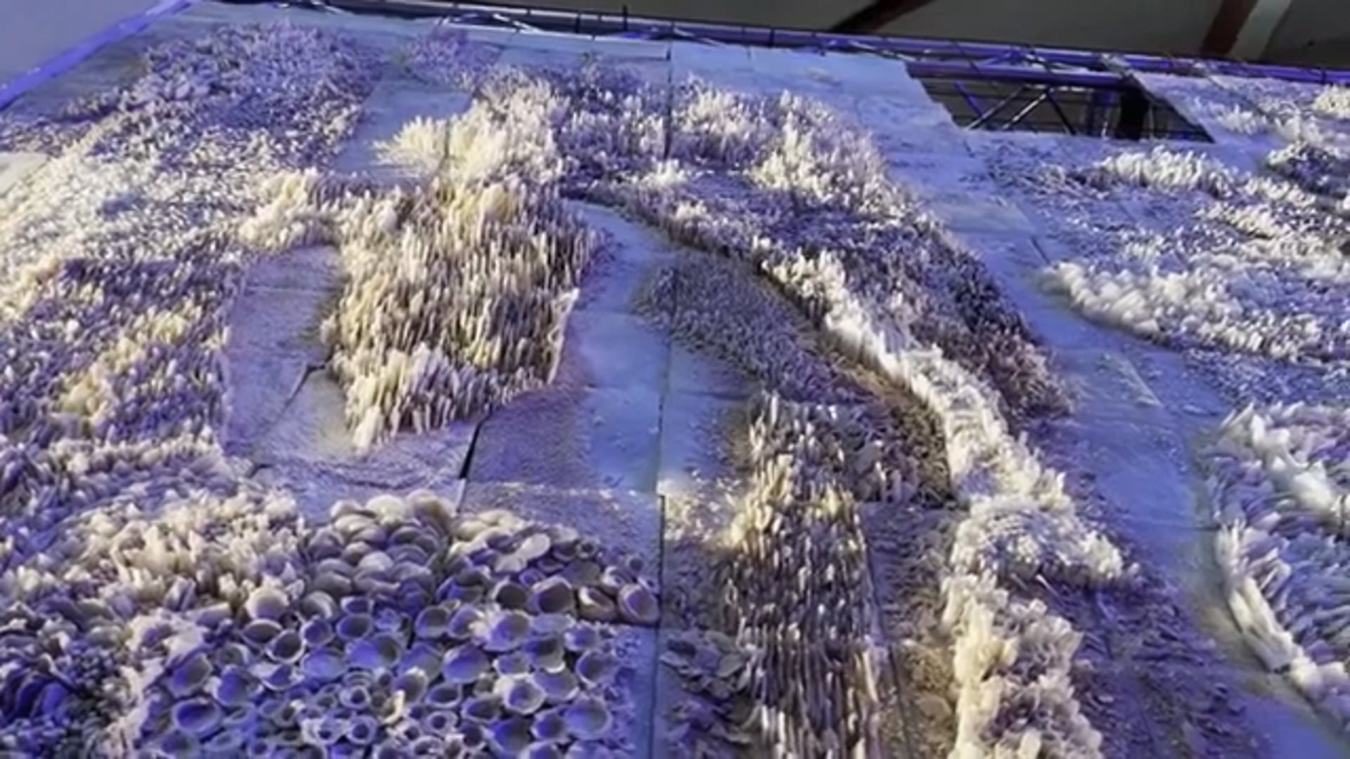 “L’Ombra” di Crous, ispirata a ‘La Guernica’ di Picasso, esposta in San Petronio