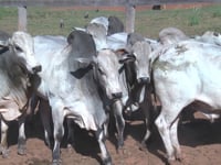 Lote 09