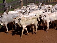 Lote 19