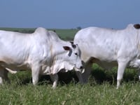 Lote 149