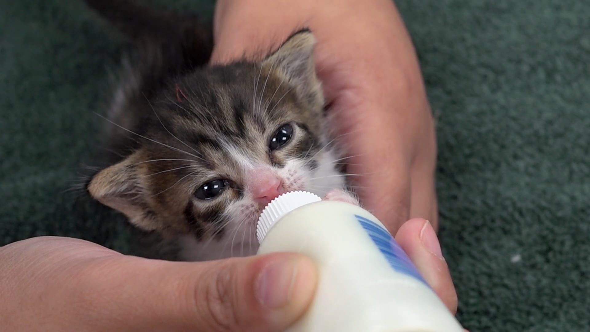 Beyond Shelter (Humane Society of Sarasota County)