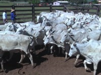 Lote 23