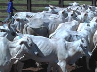 Lote 24