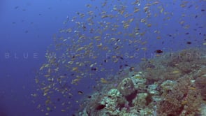 1452_Coral reef with Anthias fish