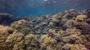 1495_Colorful coral reef in the Red Sea