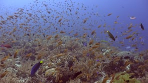 1453_Coral reef with busy reef fishes