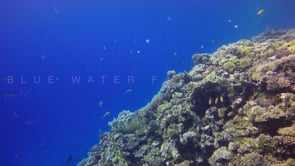1494_Shallow coral reef in the Red Sea