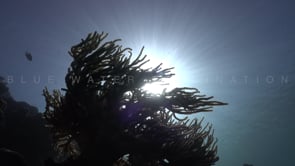 1295_Sharp sun rays shining through soft corals