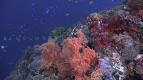 1200_Drifting over active coral reef soft corals and reef fishes