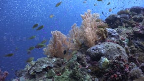 1199_Coral reef active soft corals and reef fishes