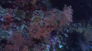 1202_Coral reef with pink soft coral and blue starfish