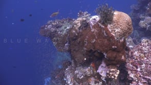 1198_Coral bommie and reef fishes