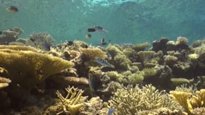 1318_Reef with hard corals close up