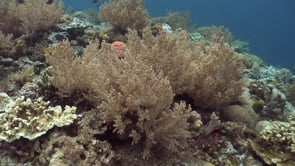 1432_Coral reef close up