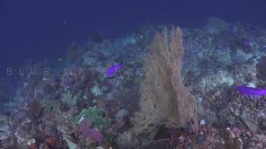 1195_Coral reef with Sea fan and purple Anthias