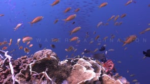 1192_Coral reef with hard corals and many fish