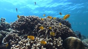 1191_Reef with hard corals and yellow reef fish