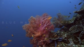 1172_Coral reef with Soft corals and fish static shot