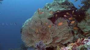 1171_Sea fan and reef fishes static shot