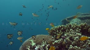 1165_Coral reef damsel fish static shot