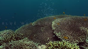 1166_Table coral reef static shot
