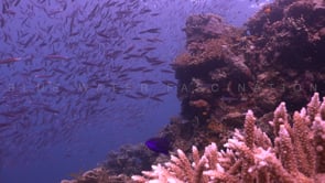 1168_Fussilier on coral reef static shot