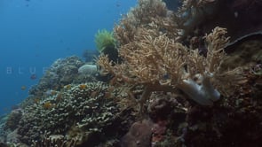 1169_Coral reef with soft coral static shot