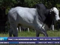 Lote 01