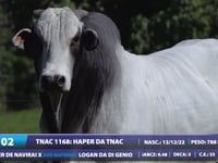 Lote 02
