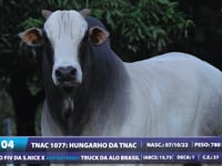 Lote 04