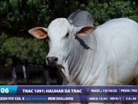 Lote 06
