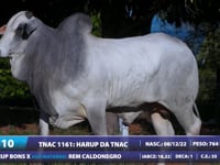Lote 10