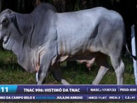 Lote 11