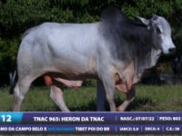 Lote 12