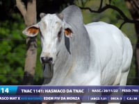 Lote 14
